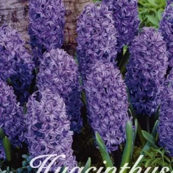 Hyazinthe Delft Blue (10 Stück) | Hyazinthenzwiebeln Von Sam Van Schooten