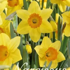 Narzisse Red Devon (15 Stück) | Narzissenzwiebeln Von Sam Van Schooten