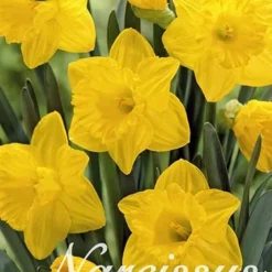 Narzisse Dutchmaster (15 Stück) | Narzissenzwiebeln Von Sam Van Schooten