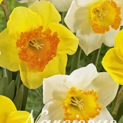 Narzisse Browning (15 Stück) | Narzissenzwiebeln Von Sam Van Schooten