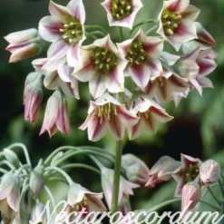 Bulgarischer Lauch (20 Stück) | Zierlauchzwiebeln / Allium Von Sam Van Schooten