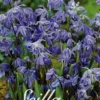 Sibirischer Blaustern (30 Stück) | Tulpenzwiebeln Von Sam Van Schooten