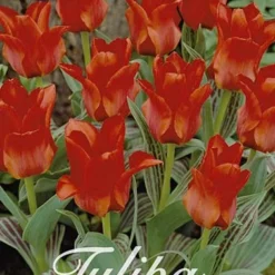 Tulpe Red Riding Hood (20 Stück) | Tulpenzwiebeln Von Sam Van Schooten