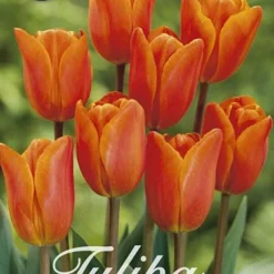 Tulpe Orange Van Eijk (20 Stück) | Tulpenzwiebeln Von Sam Van Schooten