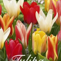 Tulpe Botanical Mix (20 Stück) | Tulpenzwiebeln Von Sam Van Schooten