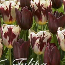 Tulpe Graaf Floris (20 Stück) | Tulpenzwiebeln Von Sam Van Schooten