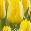 Tulpe Strong Gold (20 Stück) | Tulpenzwiebeln Von Sam Van Schooten
