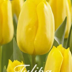 Tulpe Strong Gold (20 Stück) | Tulpenzwiebeln Von Sam Van Schooten
