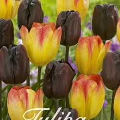 Tulpe Spring Sunset (15 Stück) | Tulpenzwiebeln Von Sam Van Schooten