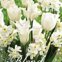 Tulpe/Narzisse White Valley (20 Stück) | Blumenzwiebelmischungen Von Sam Van Schooten
