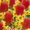 Tulpe/Narzisse Willem Tell (20 Stück) | Blumenzwiebelmischungen Von Sam Van Schooten