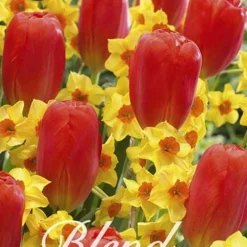 Tulpe/Narzisse Willem Tell (20 Stück) | Blumenzwiebelmischungen Von Sam Van Schooten