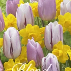 Tulpe/Narzisse Flaming Gold (20 Stück) | Blumenzwiebelmischungen Von Sam Van Schooten