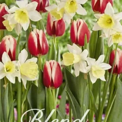 Tulpe/Narzisse Fairy Tale (20 Stück) | Blumenzwiebelmischungen Von Sam Van Schooten