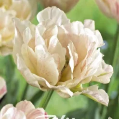 Tulpe Silk Road (7 Stück) | Tulpenzwiebeln Von Sam Van Schooten