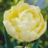 Tulpe Verona (7 Stück) | Tulpenzwiebeln Von Sam Van Schooten