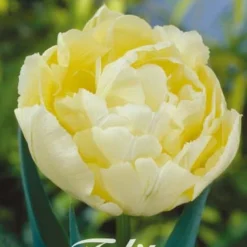 Tulpe Verona (7 Stück) | Tulpenzwiebeln Von Sam Van Schooten