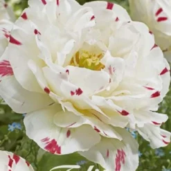 Tulpe Dance Line (7 Stück) | Tulpenzwiebeln Von Sam Van Schooten