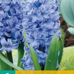 Hyazinthe Aqua (5 Stück) | Hyazinthenzwiebeln Von Jub Holland