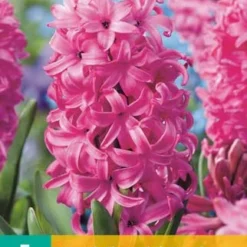 Hyazinthe Pink Pearl (5 Stück) | Hyazinthenzwiebeln Von Jub Holland