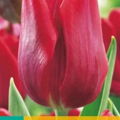 Tulpe Ruby Prince (7 Stück) | Tulpenzwiebeln Von Jub Holland
