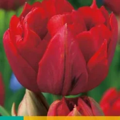 Tulpe Abba (7 Stück) | Tulpenzwiebeln Von Jub Holland