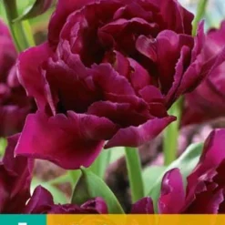 Tulpe Showcase (7 Stück) | Tulpenzwiebeln Von Jub Holland