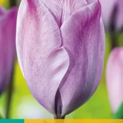 Tulpe Jacuzzi (10 Stück) | Tulpenzwiebeln Von Jub Holland