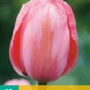 Tulpe Design Impression (10 Stück) | Tulpenzwiebeln Von Jub Holland