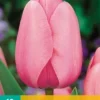 Tulpe Pink Impression (10 Stück) | Tulpenzwiebeln Von Jub Holland
