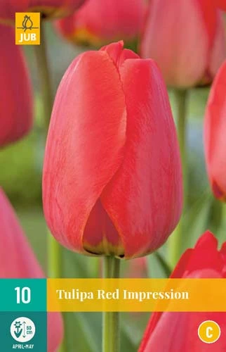 Tulpe Red Impression (10 Stück) | Tulpenzwiebeln Von Jub Holland 1 Tulpe Red Impression (10 Stück) | Tulpenzwiebeln Von Jub Holland
