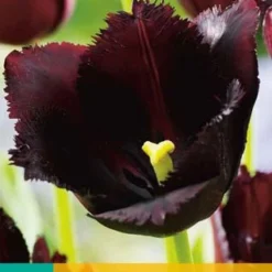 Tulpe Vincent Van Gogh (5 Stück) | Tulpenzwiebeln Von Jub Holland