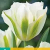 Tulpe Spring Green (7 Stück) | Tulpenzwiebeln Von Jub Holland