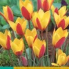 Tulpe Clusiana Cynthia (10 Stück) | Tulpenzwiebeln Von Jub Holland