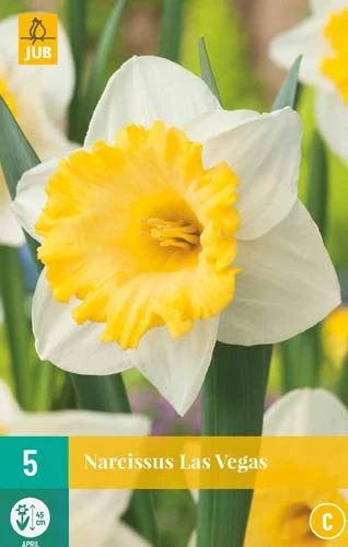 Narzisse Las Vegas (5 Stück) | Narzissenzwiebeln Von Jub Holland 1 Narzisse Las Vegas (5 Stück) | Narzissenzwiebeln Von Jub Holland