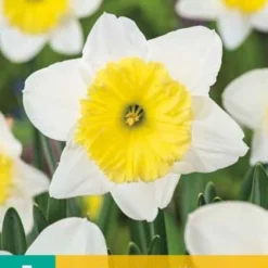 Narzisse Ice Follies (5 Stück) | Narzissenzwiebeln Von Jub Holland