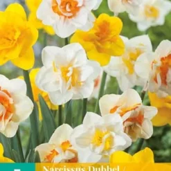 Narzisse Dubbel Mix (5 Stück) | Narzissenzwiebeln Von Jub Holland