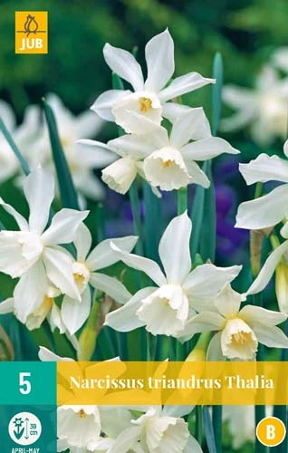 Narzisse Triandrus Thalia (5 Stück) | Narzissenzwiebeln Von Jub Holland 1 Narzisse Triandrus Thalia (5 Stück) | Narzissenzwiebeln Von Jub Holland