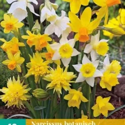 Narzisse Botanisch Mix (10 Stück) | Narzissenzwiebeln Von Jub Holland