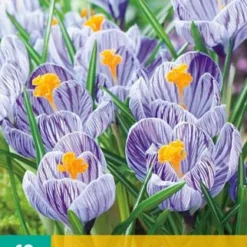 Krokus Pickwick (10 Stück) | Krokuszwiebeln Von Jub Holland