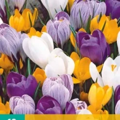 Krokus Grootbloemig Mix (10 Stück) | Krokuszwiebeln Von Jub Holland