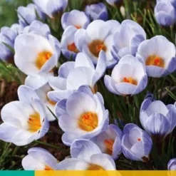 Krokus Blue Pearl (15 Stück) | Krokuszwiebeln Von Jub Holland