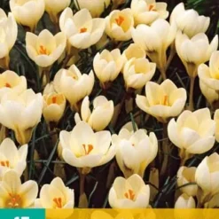 Krokus Cream Beauty (15 Stück) | Krokuszwiebeln Von Jub Holland