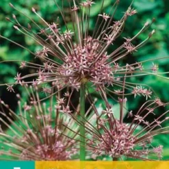 Zierlauch Schubertii (3 Stück) | Alliumzwiebeln Von Jub Holland