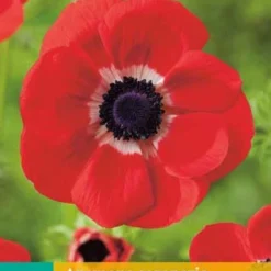 Anemone Coronaria Hollandia (15 Stück) | Anemonenknollen Von Jub Holland