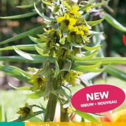 Fritillaria Green Eyes (1 Stück) | Kaiserkronenzwiebeln Von Jub Holland