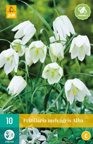 Fritillaria Meleagris Alba (10 Stück) | Kaiserkronenzwiebeln Von Jub Holland 1 Fritillaria Meleagris Alba (10 Stück) | Kaiserkronenzwiebeln Von Jub Holland