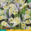 Iris Katharine Hodgkin (10 Stück) | Schwertlilienknollen Von Jub Holland