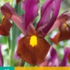 Iris Hollandica Red Ember (10 Stück) | Schwertlilienknollen Von Jub Holland