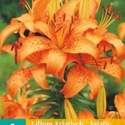 Waldhyazinthe Oranje (2 Stück) | Hasenglöckchen Von Jub Holland